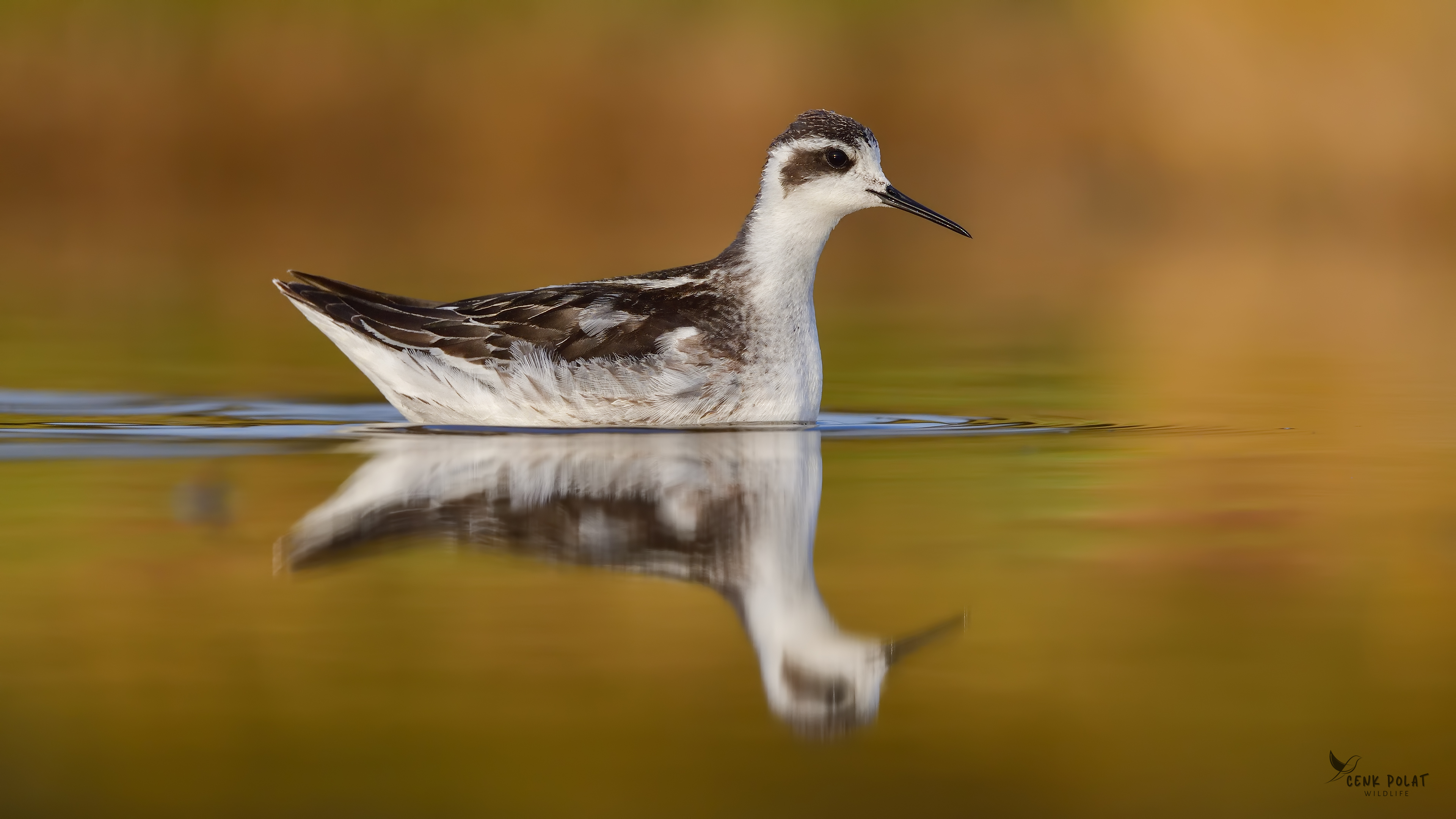 Red-necked Phalarope